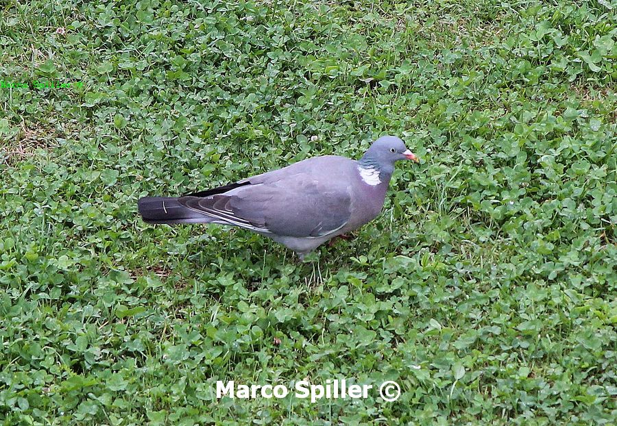 Columba palumbus